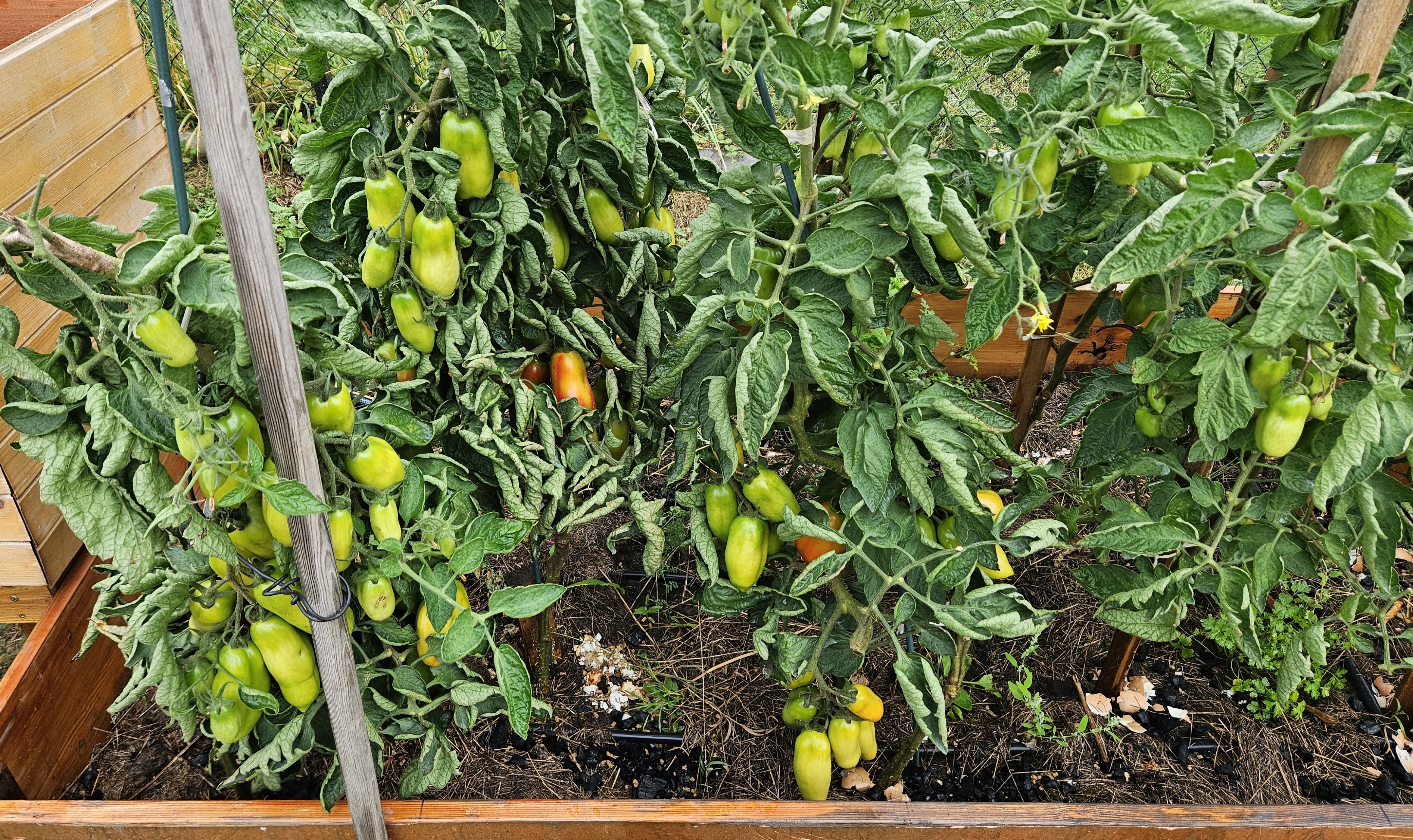 Pomidory San Marzano na koniec sierpnia. Wyglądają jak papryczki