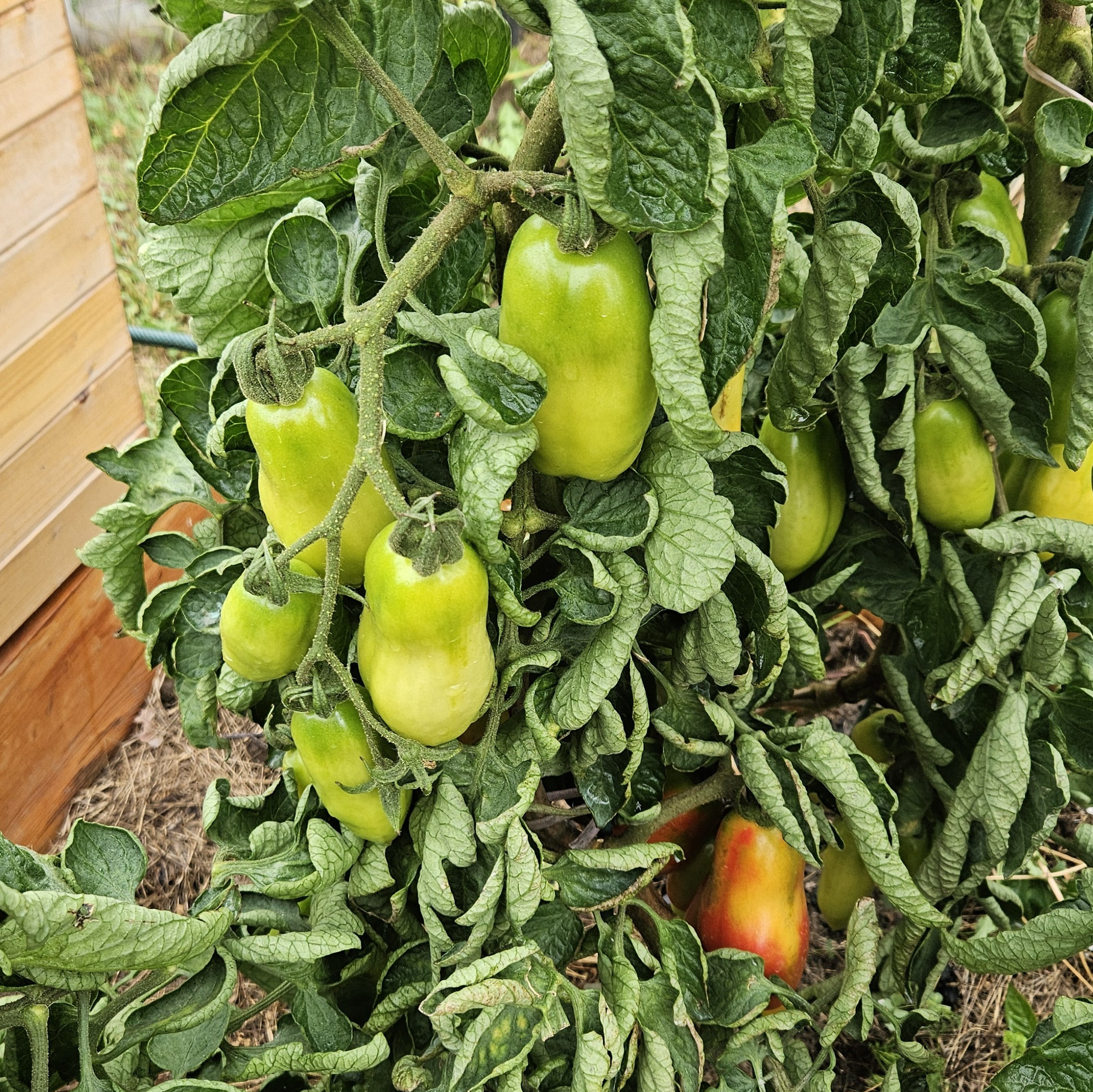 Te same pomidory z bliższa