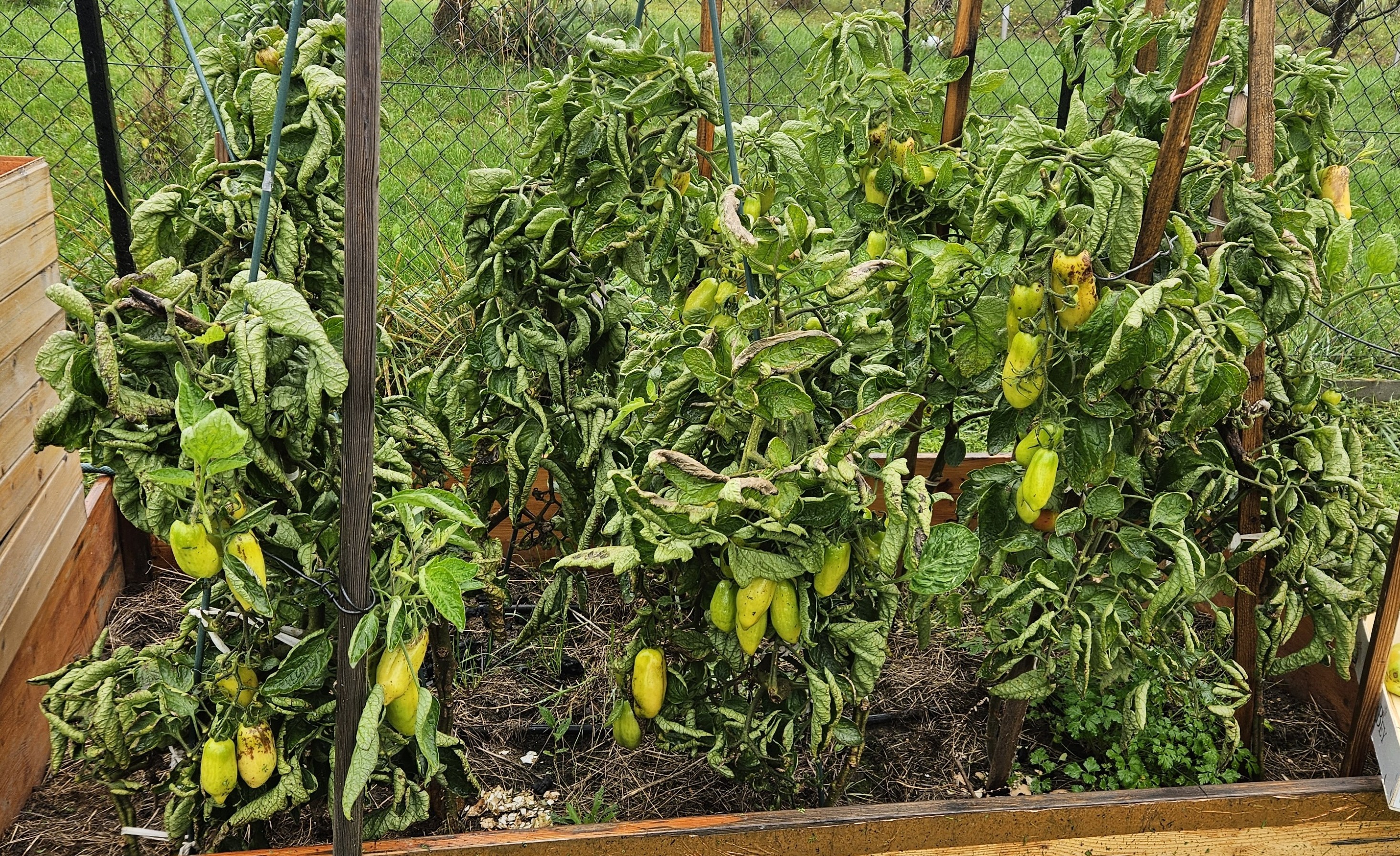 Ostatnie chwile pomidorów