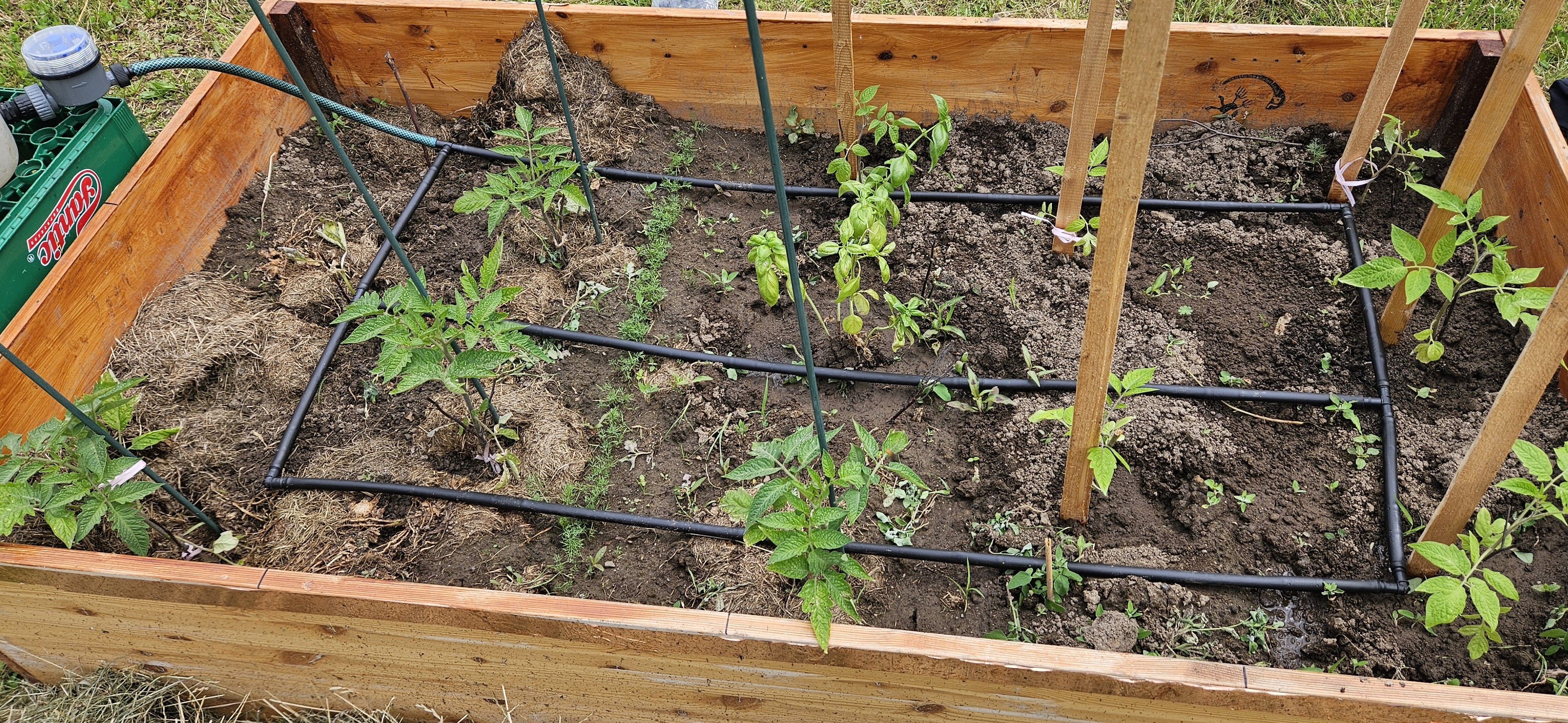 Pomidory na grządce