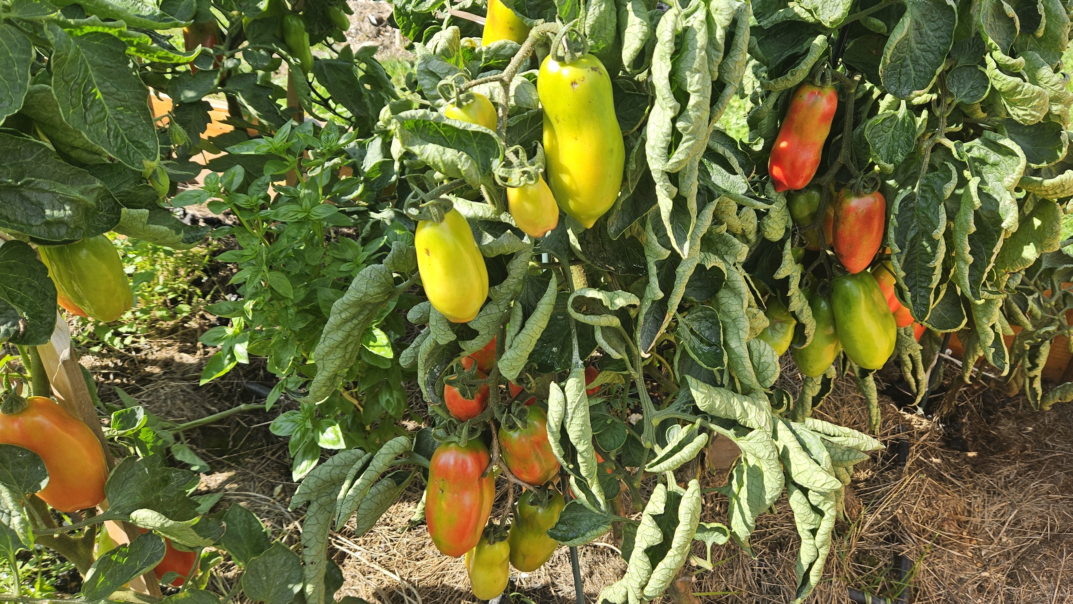 Pomidory w połowie września