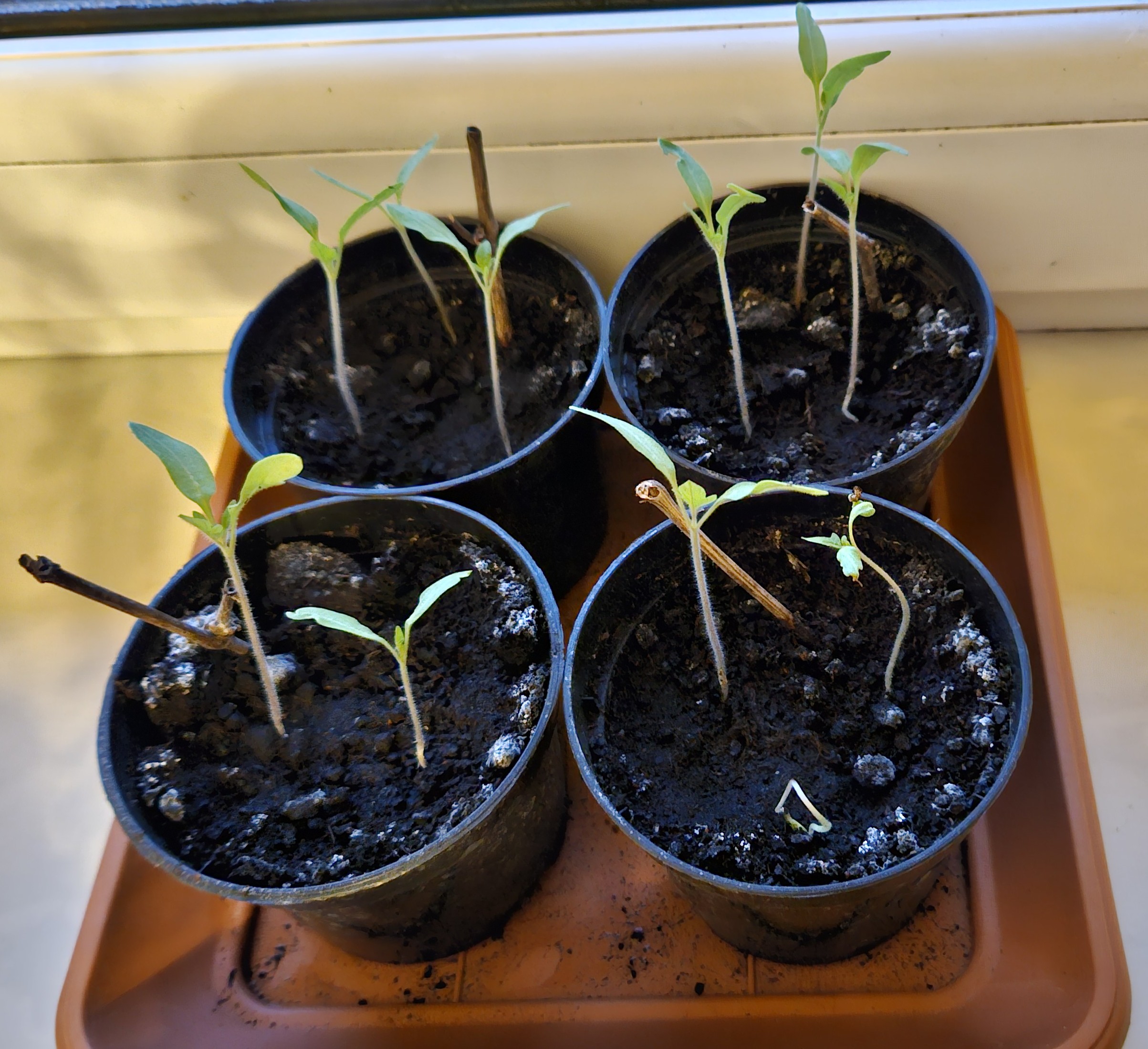 Pomidorki tuż po wysianiu