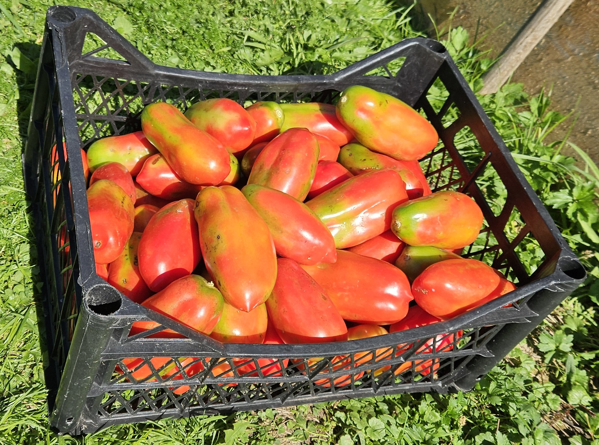 Jedna z czterech skrzynek pomidorów zebranych w tym sezonie