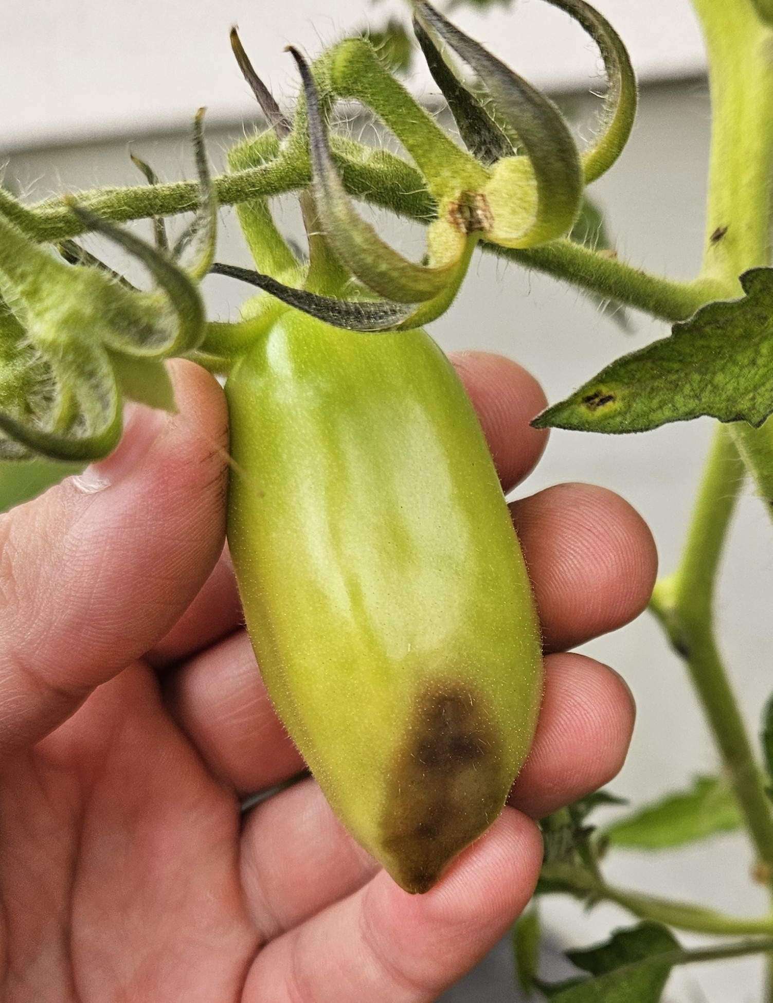 Zgnilizna wierzchołkowa