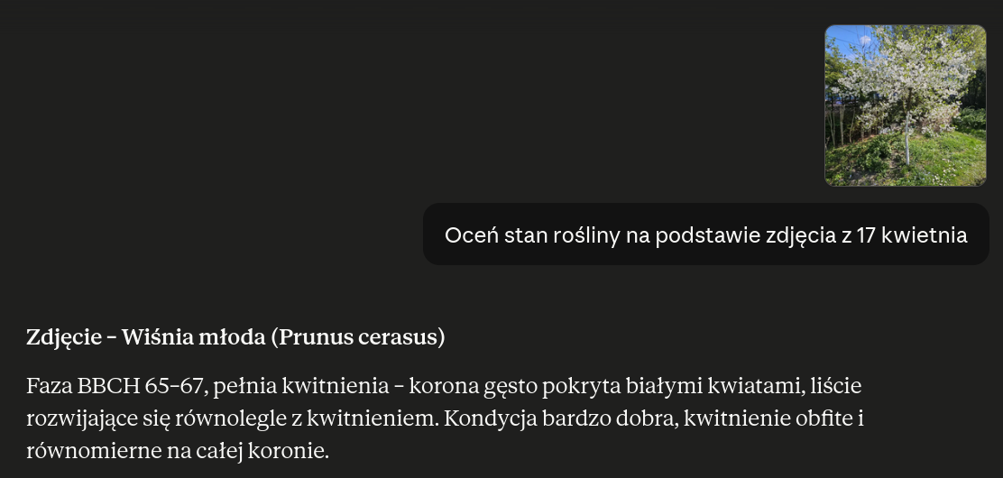 Skill opisujący wiśnię