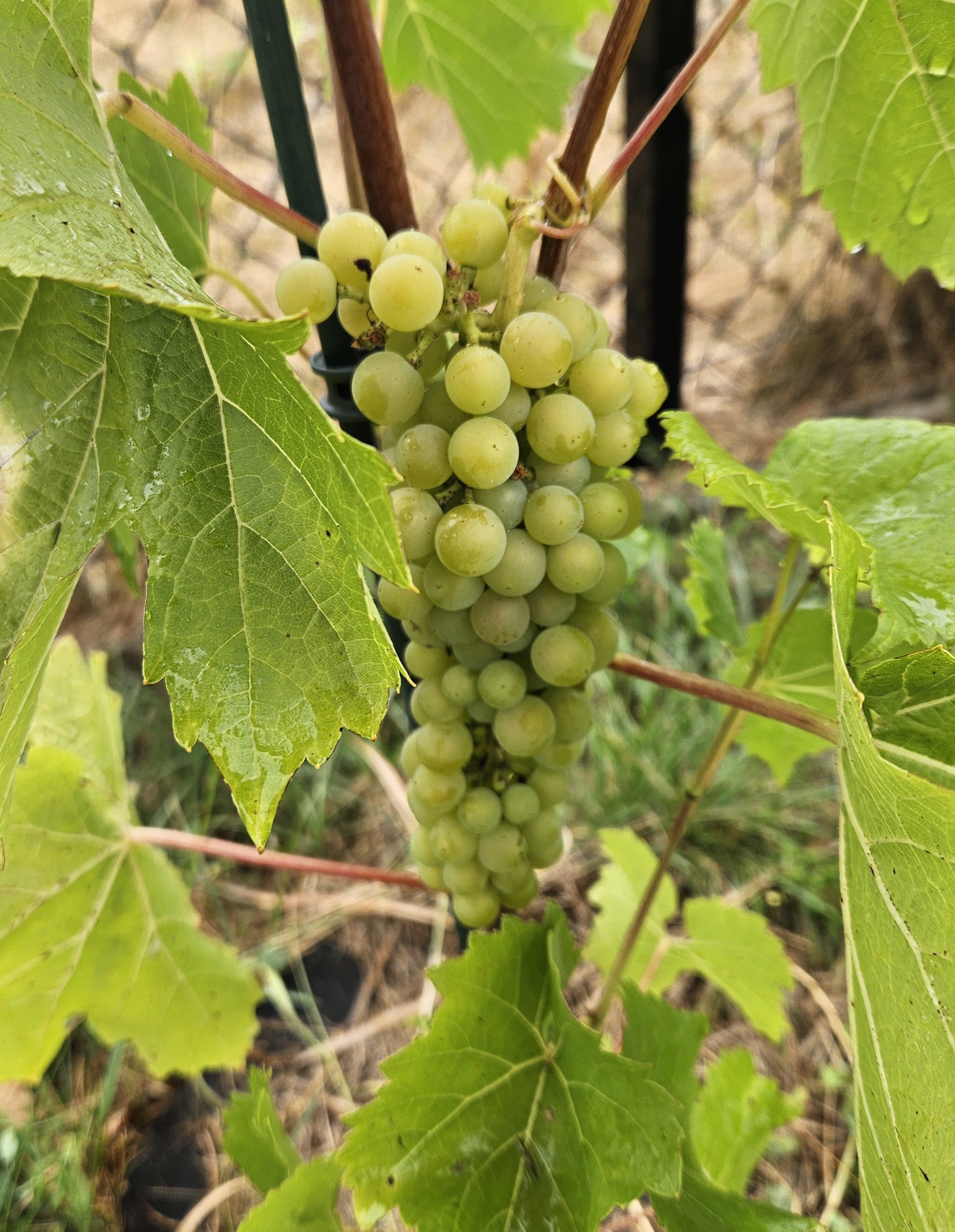 Jedyne grono Seyval Blanc