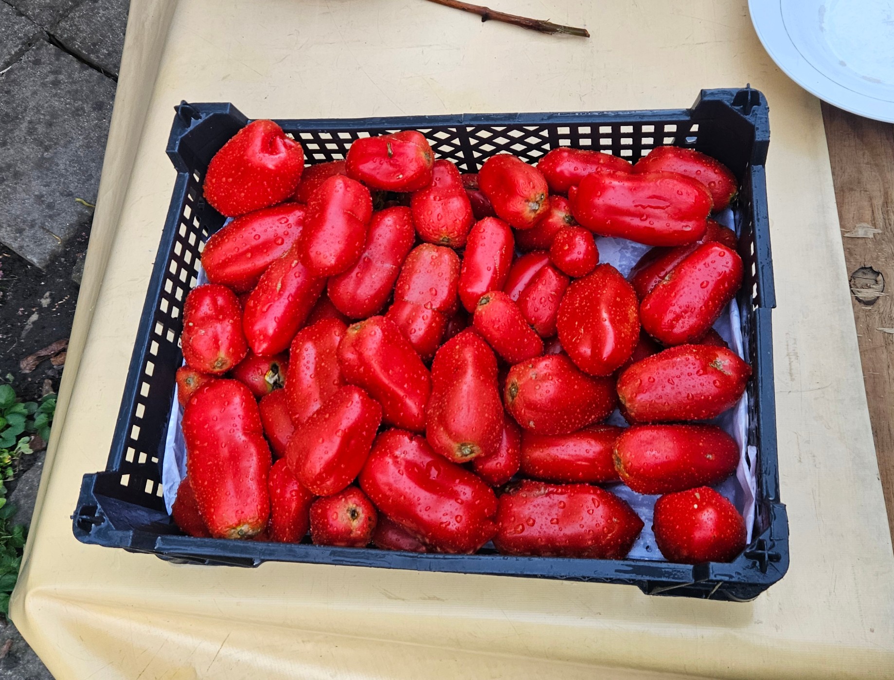 Pierwsza skrzynka tegorocznych zbiorów